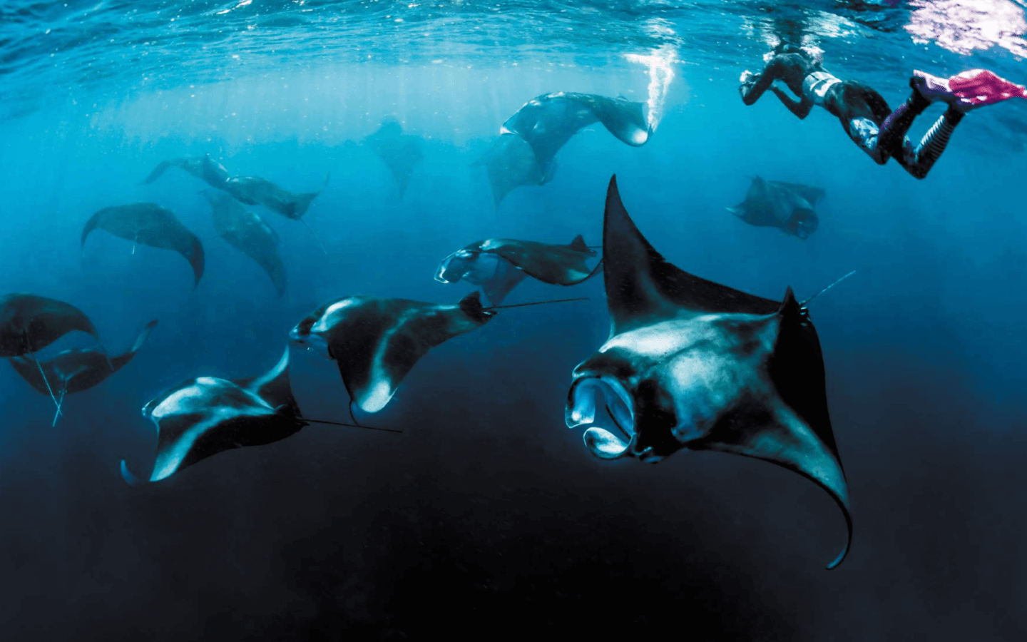 Snorkeling-with-Manta-Rays-Maldives